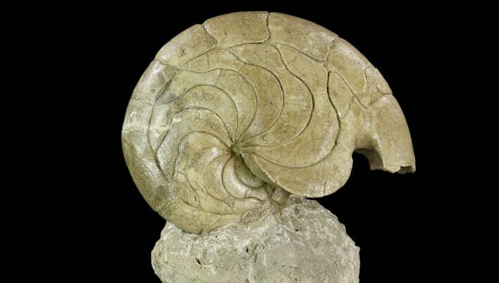 Fossil Nautilus (Aturia) - Boujdour, Morocco #130642